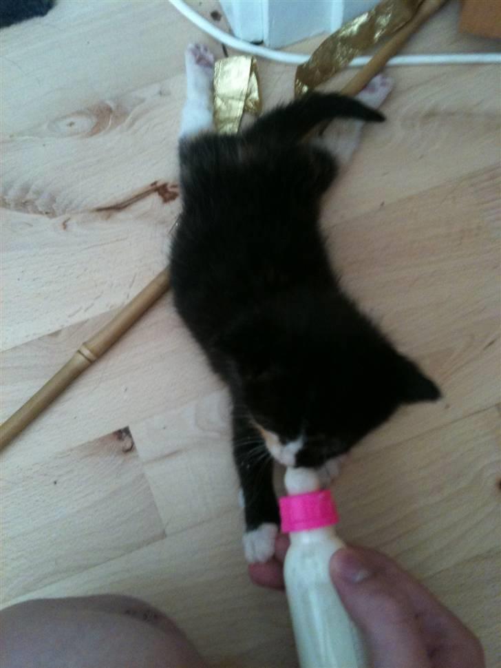 Huskat Tilde - Tilde får sutteflaske :) Mmm hvor det smager.. billede 3