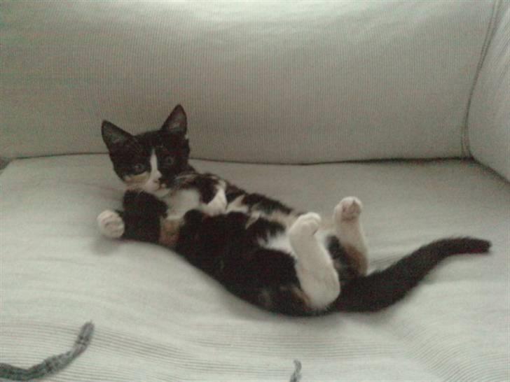 Huskat Tilde - Her er jeg blevet liiidt større =D billede 5