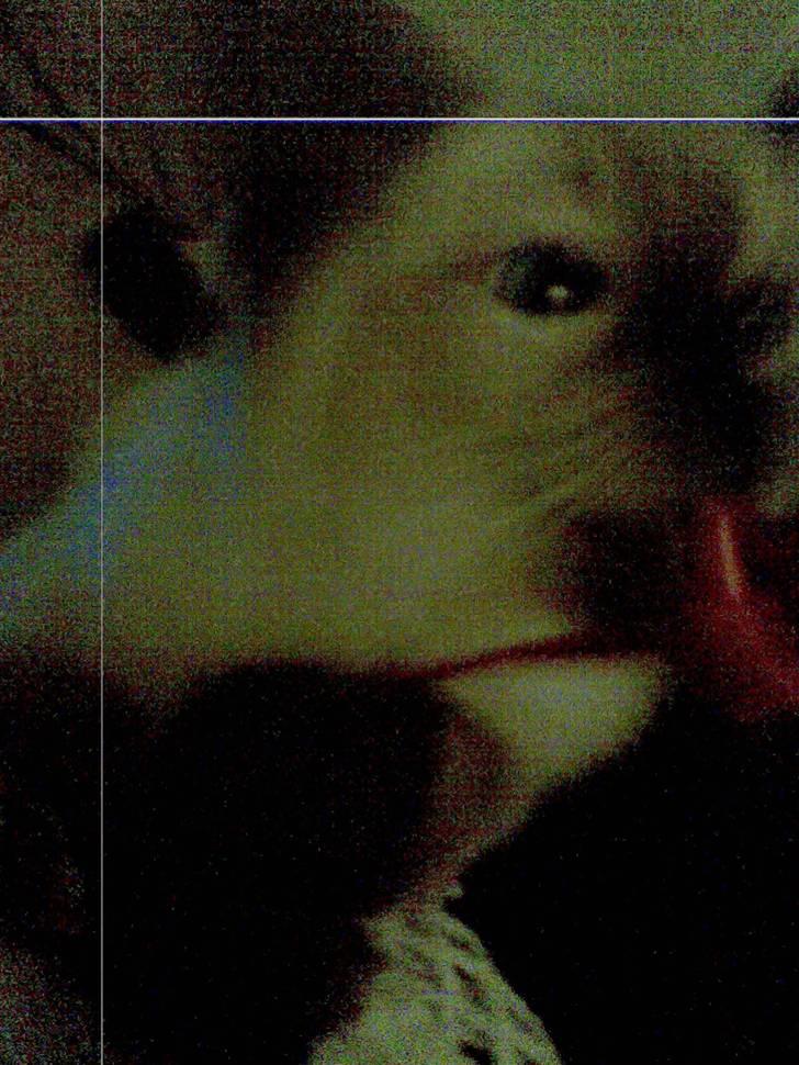 Ragdoll Flowerchild Akantus Pluto *R.I.P* 1/8-11 billede 10