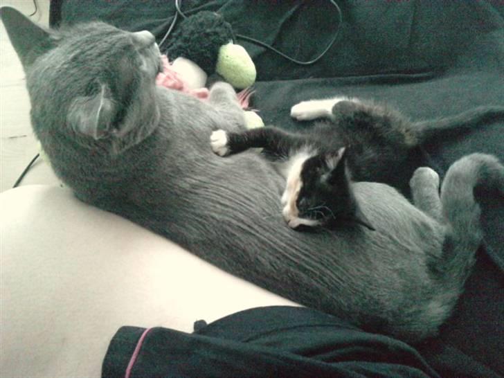 Huskat Tilde - Elsker min storebror <3 billede 6