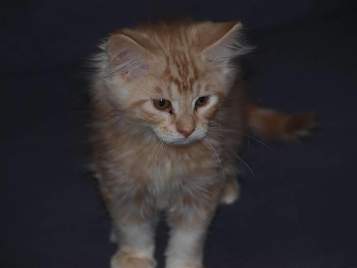 Maine Coon Samson billede 1