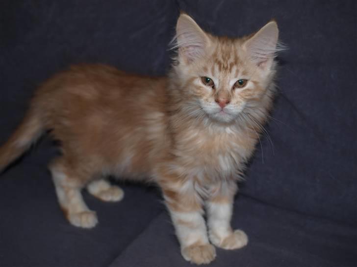 Maine Coon Samson billede 2