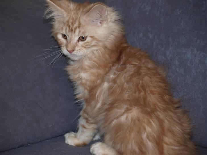 Maine Coon Samson billede 3