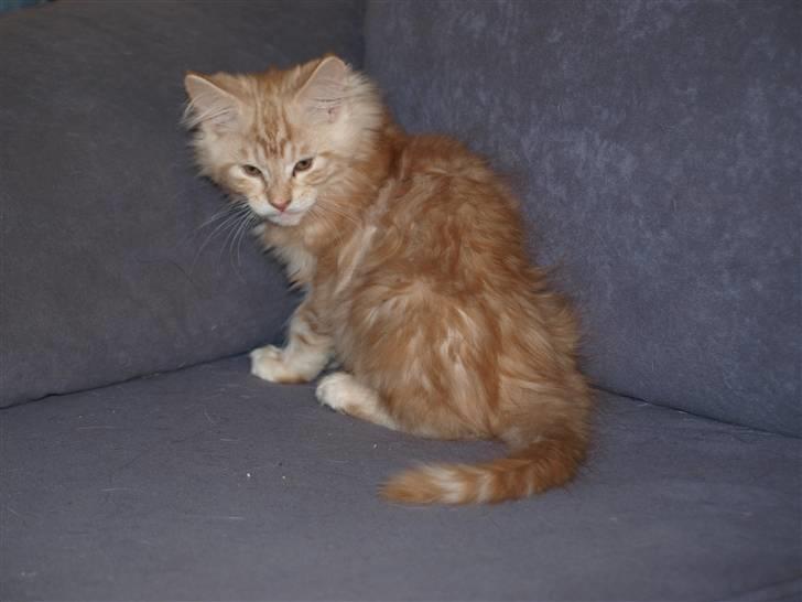 Maine Coon Samson billede 4