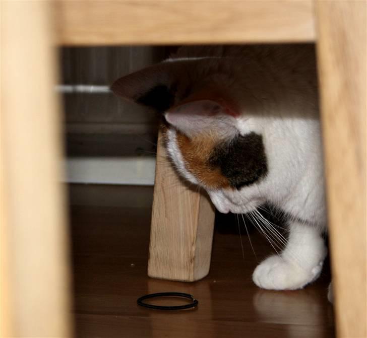 Huskat Freja billede 12