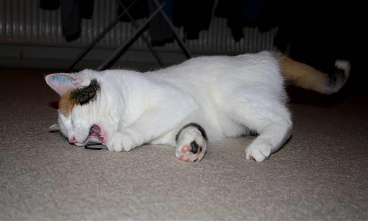 Huskat Freja billede 13