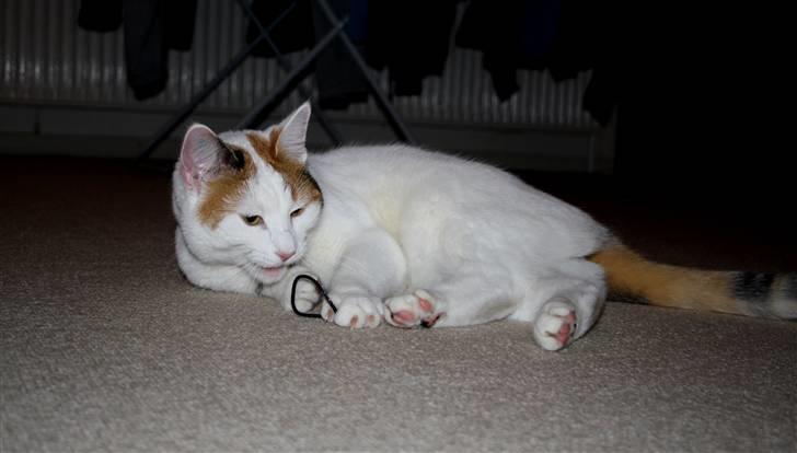 Huskat Freja billede 14