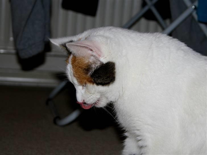 Huskat Freja billede 15