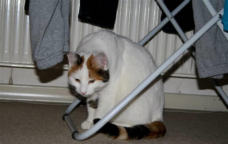 Huskat Freja billede 16