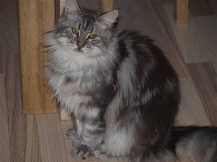 Maine Coon Sally billede 7