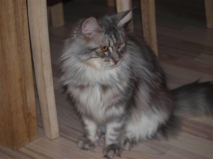 Maine Coon Sally billede 8