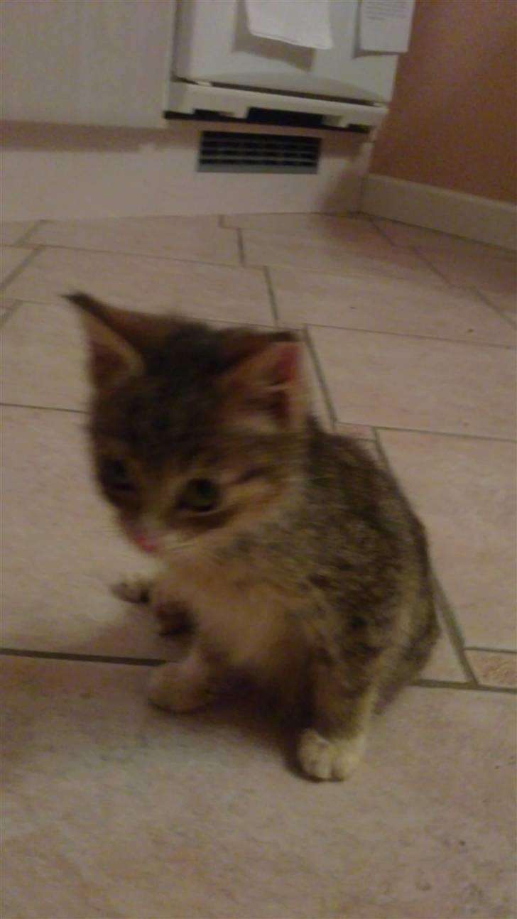 Huskat Lillemis :'( Savner dig!!!!  R.I.P :'( - Velkommen til Lillemis'es profil :´) billede 1