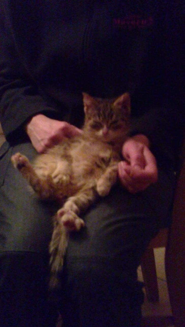 Huskat Lillemis :'( Savner dig!!!!  R.I.P :'( - Lillemis er oppe på mor´s skød:´) billede 2