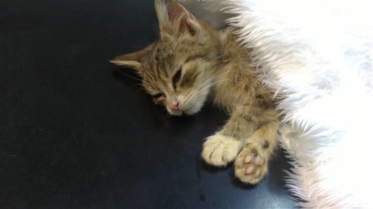 Huskat Lillemis :'( Savner dig!!!!  R.I.P :'( - Lillemis ligger i nakose:´( Vi tar afsked fra memory nu<3 billede 3