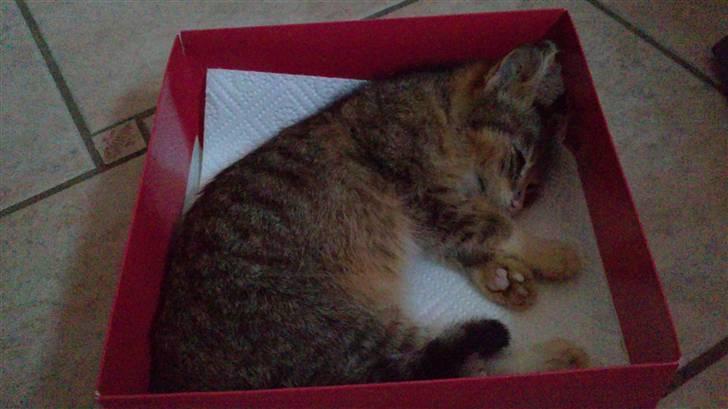 Huskat Lillemis :'( Savner dig!!!!  R.I.P :'( - Lillemis der ligger trykt og sover i en dyb søvn :(  (kort før vi begravede hende) billede 4