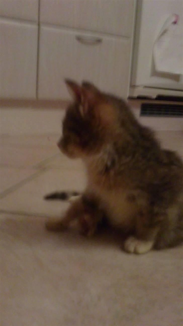 Huskat Lillemis :'( Savner dig!!!!  R.I.P :'( - Lillemis kigger lige lidt :´) billede 5