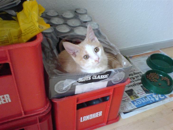 Huskat sara billede 7