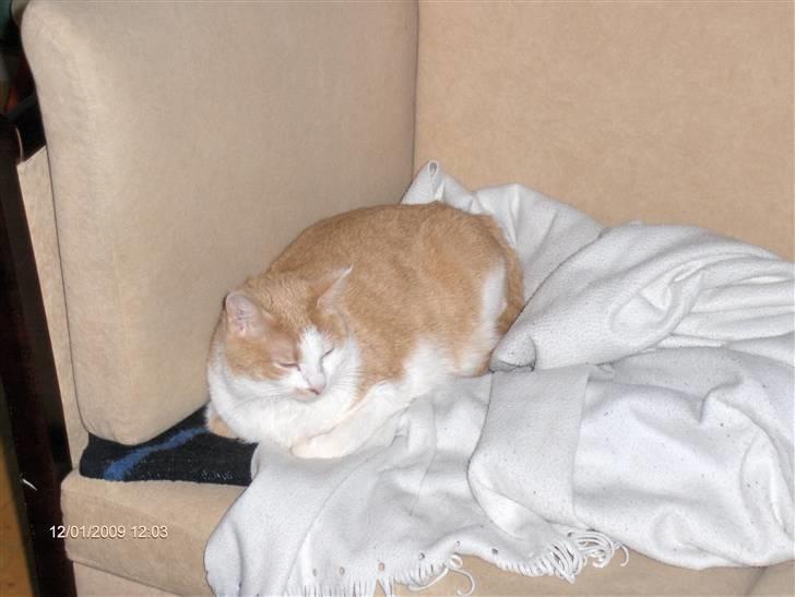 Huskat sara billede 8