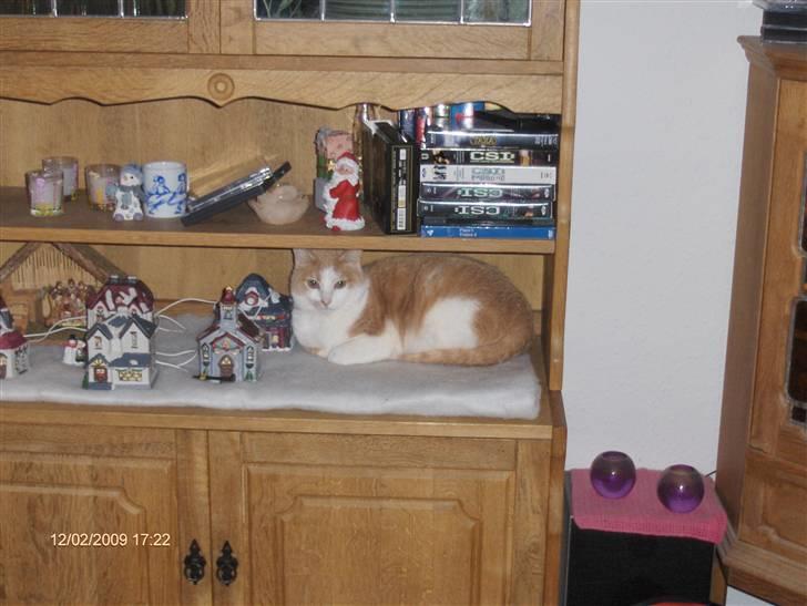 Huskat sara billede 9