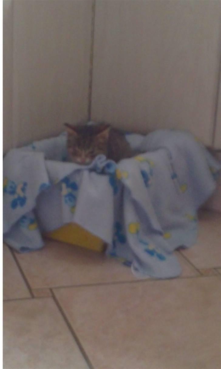 Huskat Lillemis :'( Savner dig!!!!  R.I.P :'( - Lige ankommet til det nye hjem billede 7