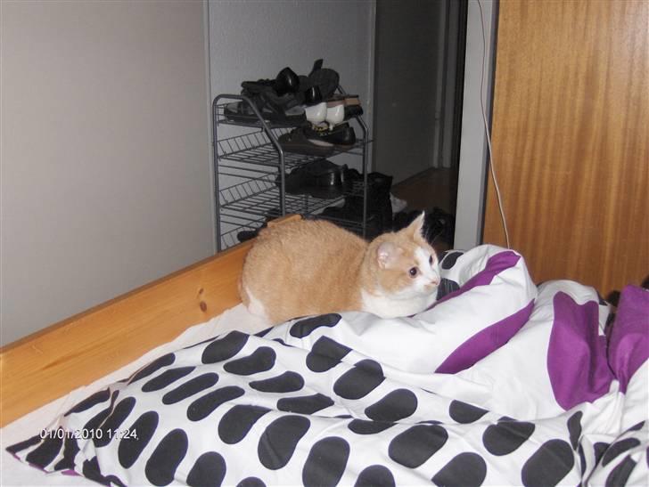 Huskat sara billede 10