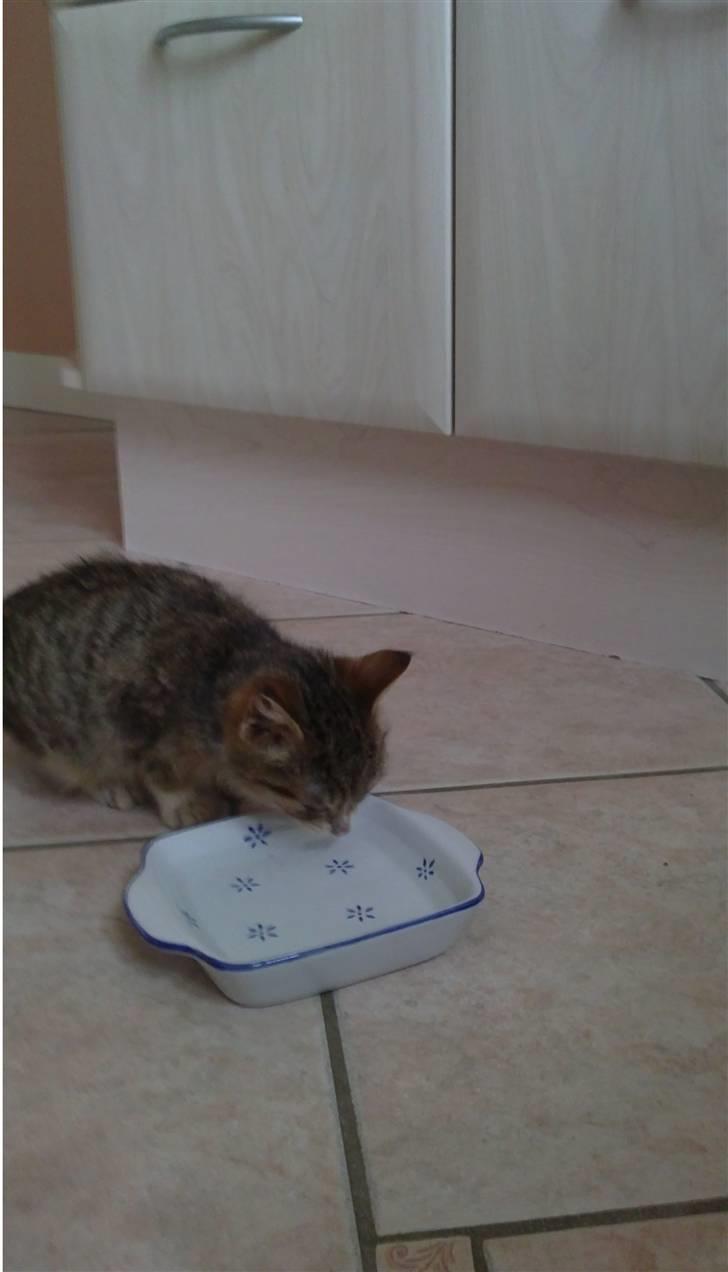 Huskat Lillemis :'( Savner dig!!!!  R.I.P :'( - Noget vand efter sikkert lang tid :) billede 8