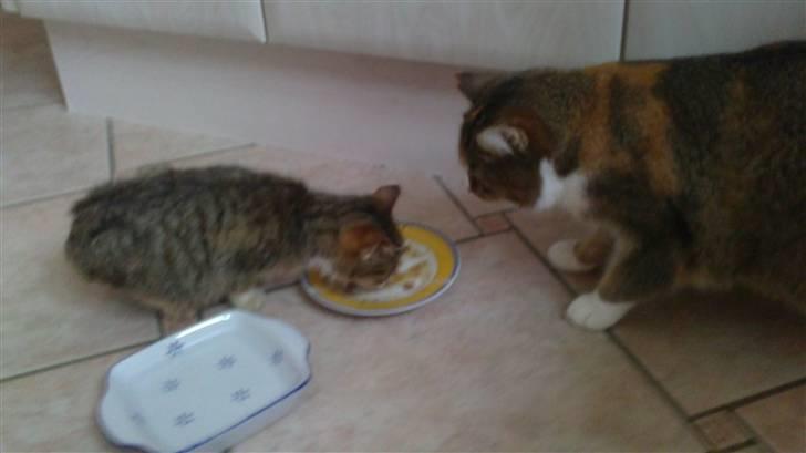 Huskat Lillemis :'( Savner dig!!!!  R.I.P :'( - Vivi Hilser på den sultne Lillemis <3
Lillemis er på alder med vivi (2 år) det ligner Lillemis er killing men hun har en sygdom så hun altid vil være så lille! :') billede 9