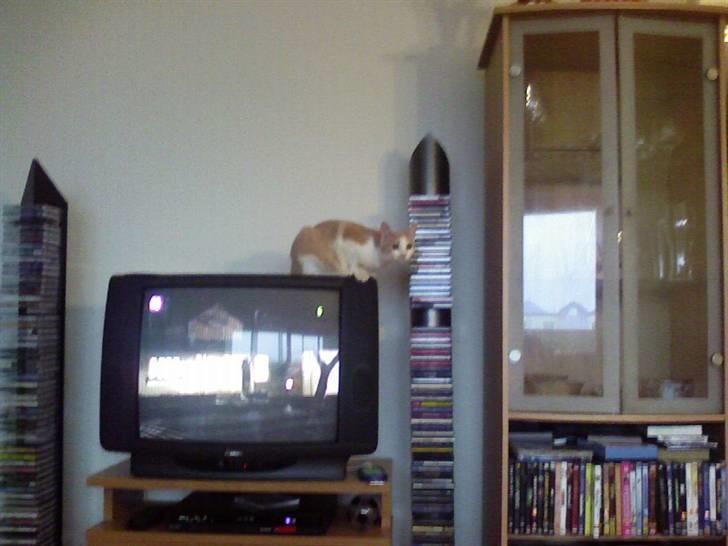 Huskat sara billede 11