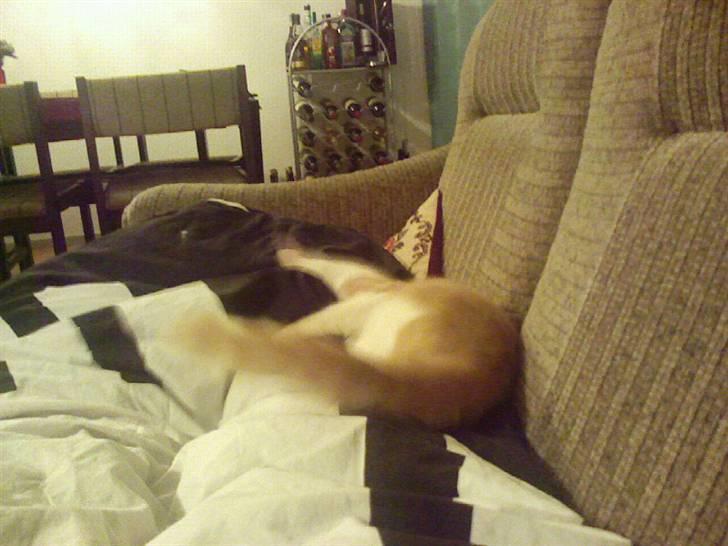 Huskat sara billede 12