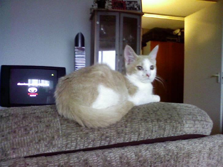 Huskat sara billede 14