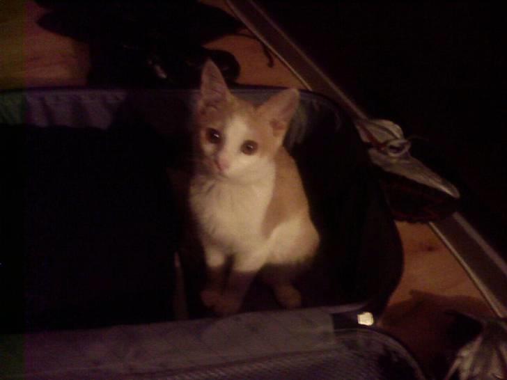 Huskat sara billede 15