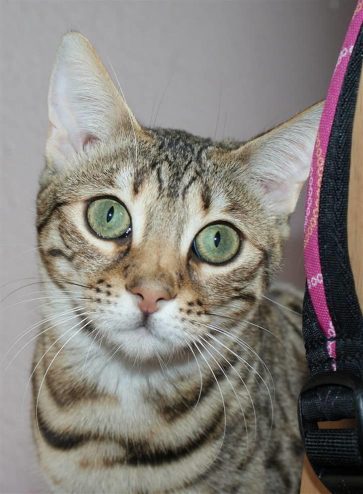 Bengal hayley billede 1