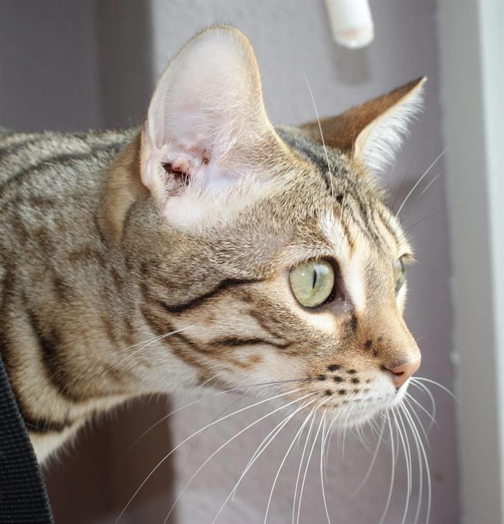 Bengal hayley billede 2