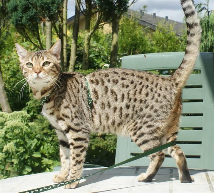Bengal hayley billede 3