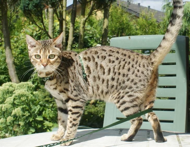 Bengal hayley billede 4