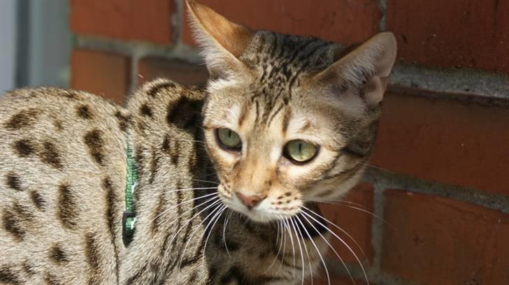 Bengal hayley billede 5