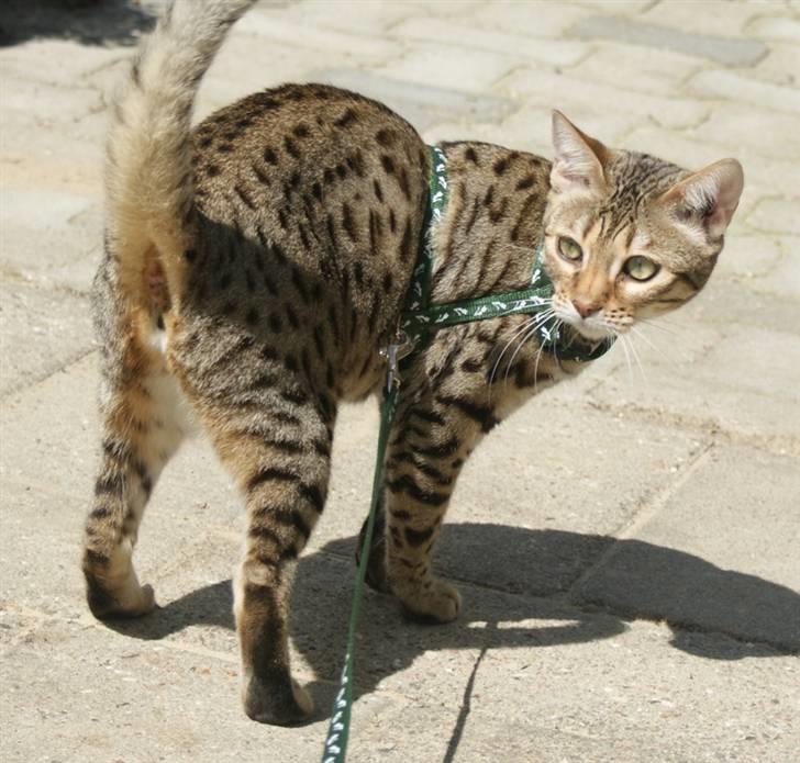 Bengal hayley billede 6