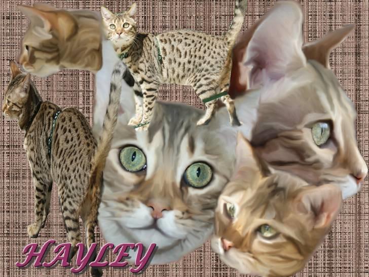 Bengal hayley billede 7