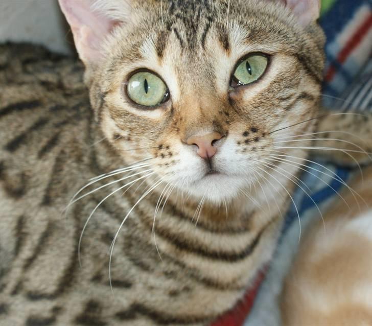 Bengal hayley billede 8