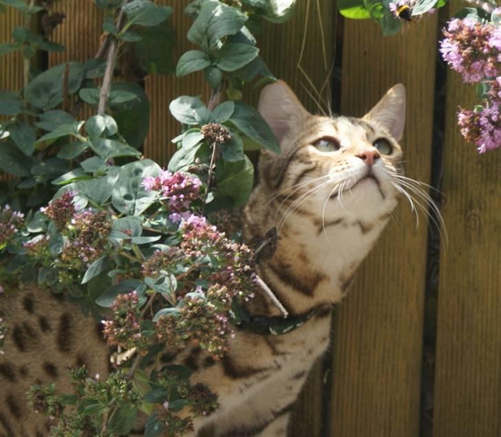 Bengal hayley billede 9