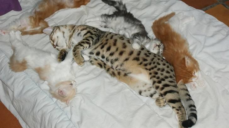 Bengal hayley billede 10