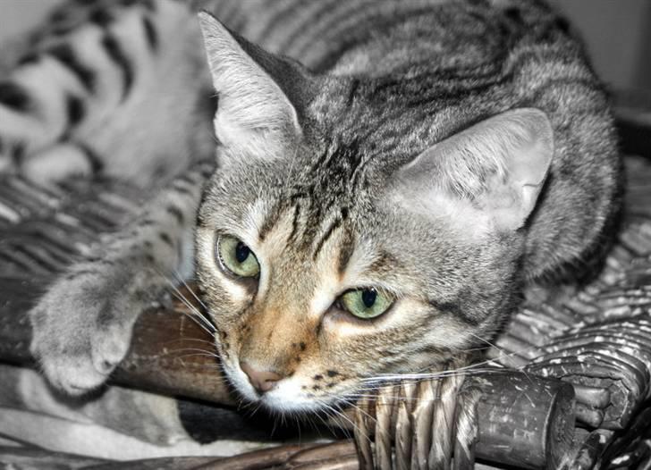 Bengal hayley billede 11