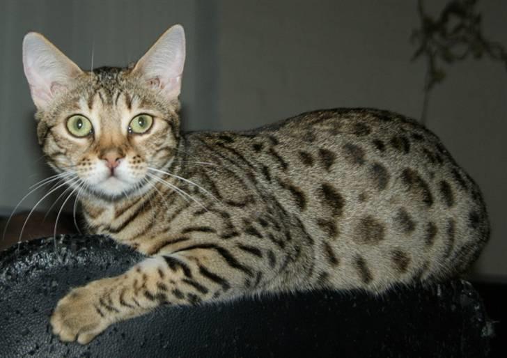 Bengal hayley billede 12