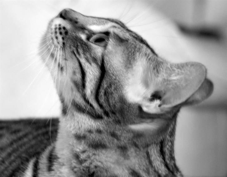 Bengal hayley billede 13
