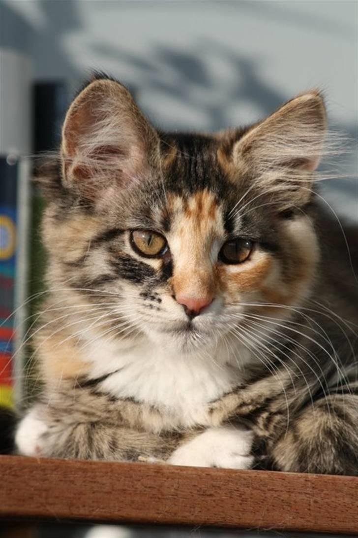 Blanding af racer Lisa - Min lille Lisa.. <3 billede 1