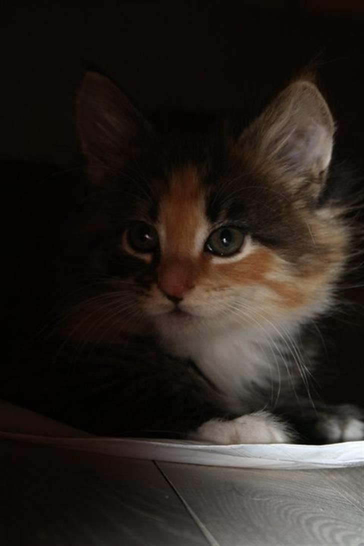 Blanding af racer Lisa billede 2