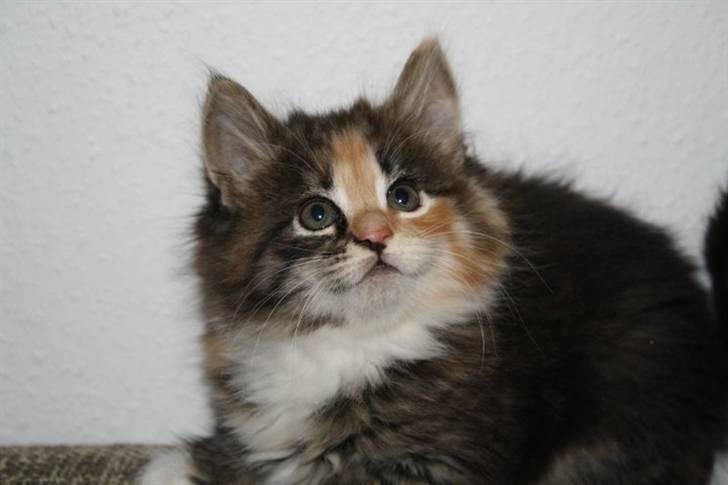 Blanding af racer Lisa billede 3