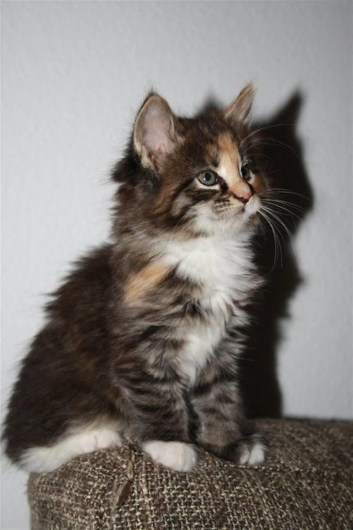 Blanding af racer Lisa billede 4