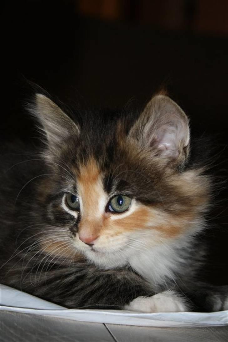 Blanding af racer Lisa billede 5