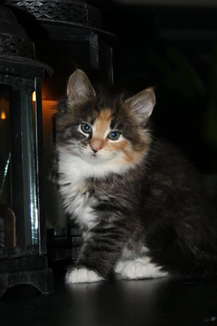 Blanding af racer Lisa billede 6